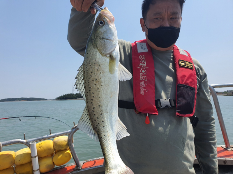 감성돔・민어・농어 - 목포농어낚시 5/30일 외수질생새우 씨알좋은 왕초보 단체손님 조황 - 목포갈치낚시