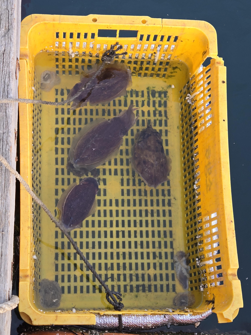 안면도좌대낚시 바다이야기] - 더피싱,배낚시,선상낚시,낚시배,출조버스,실시간 예약