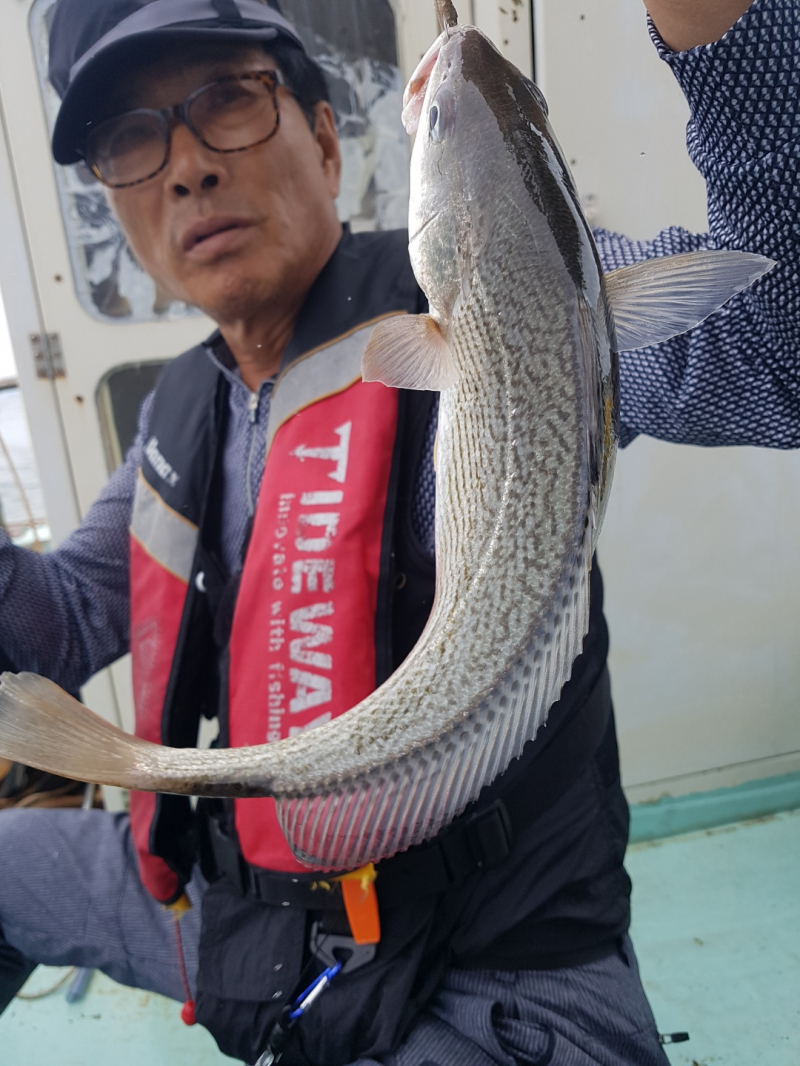 돌핀호 씨알좋은 왕부서 백조기 조황