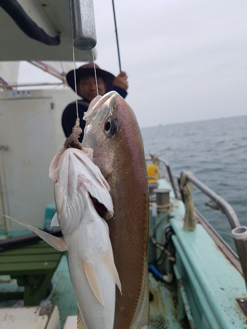 돌핀호 씨알좋은 왕부서 백조기 조황