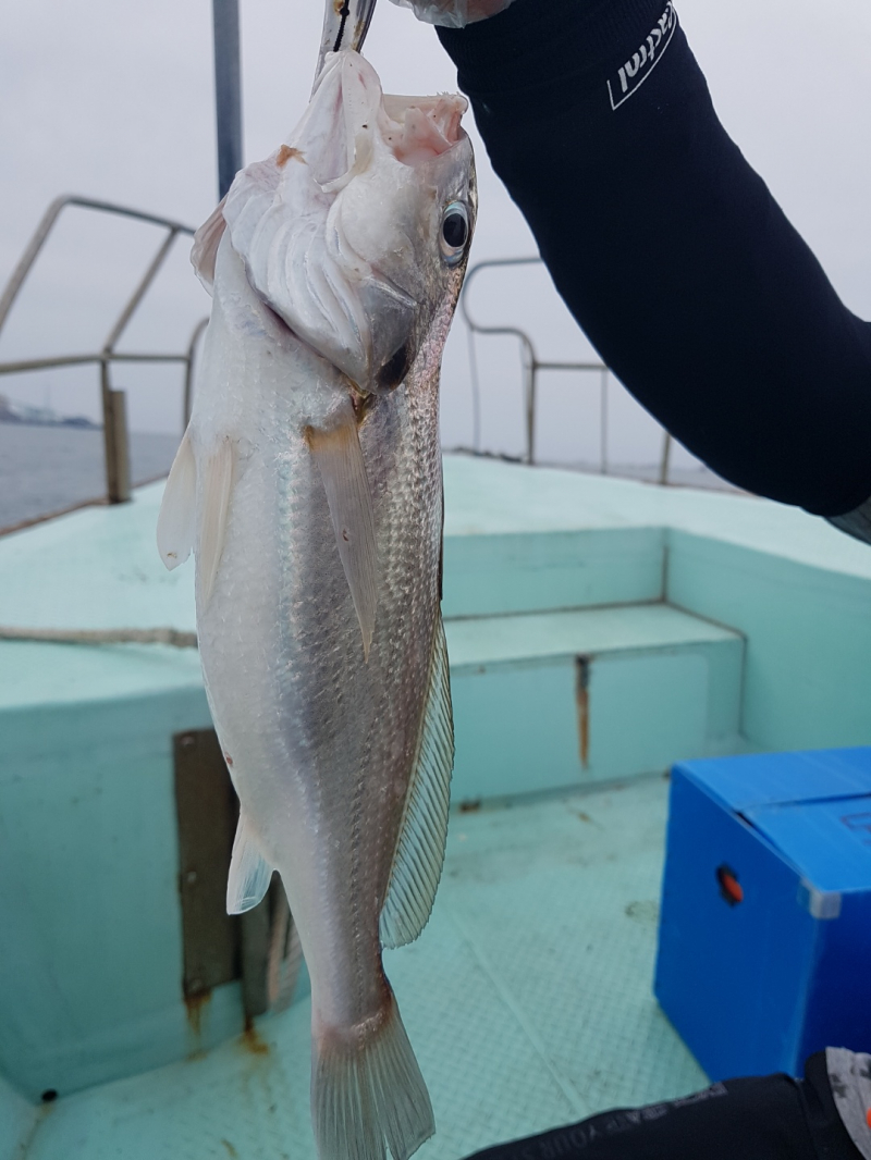 돌핀호 씨알좋은 왕부서 백조기 조황