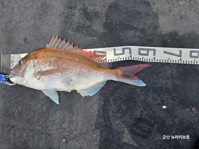 군산참돔~빵빵합니다~마릿수조황~! 군산 뉴라이브호